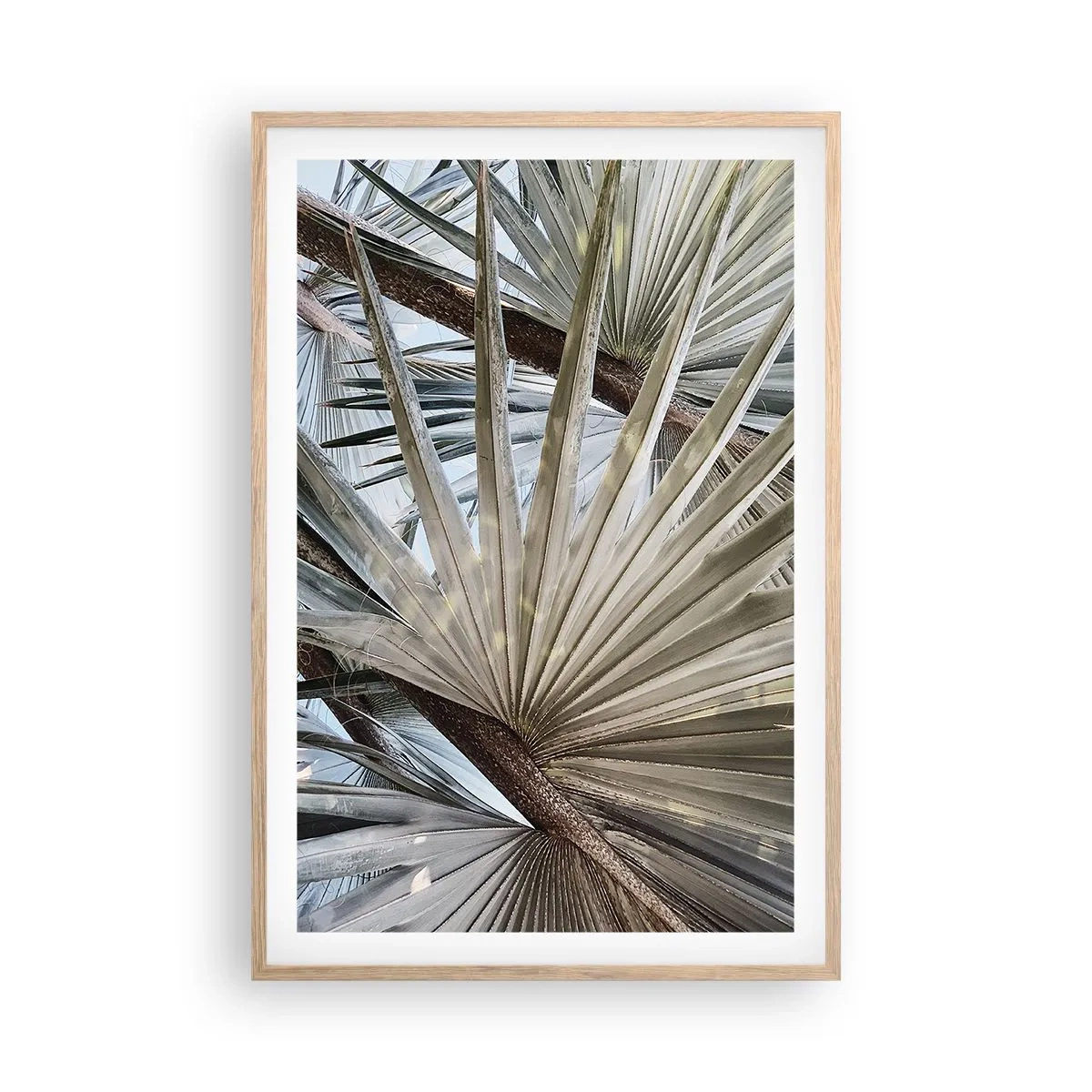 Affiche dans un chêne clair - Poster - Evantail sous les tropiques - 61x91 cm