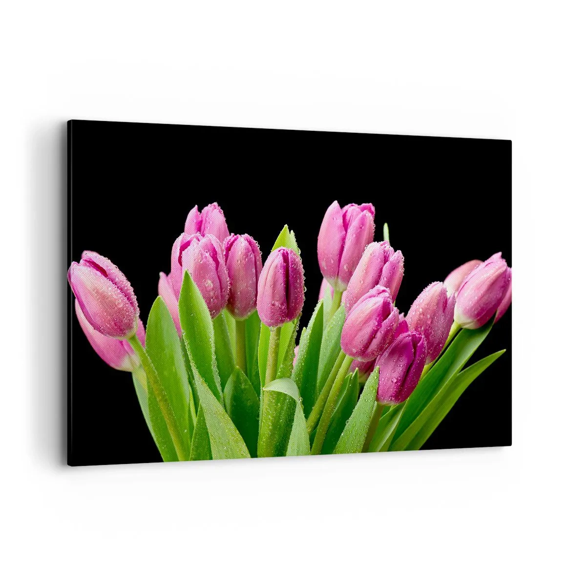 Impression sur toile - Image sur toile - Tulipes roses avec des gouttes de rosée sur fond noir - 120x80cm - Joie printanière des lilas - Décoration murale moderne pour le salon et la chambre ARTTOR