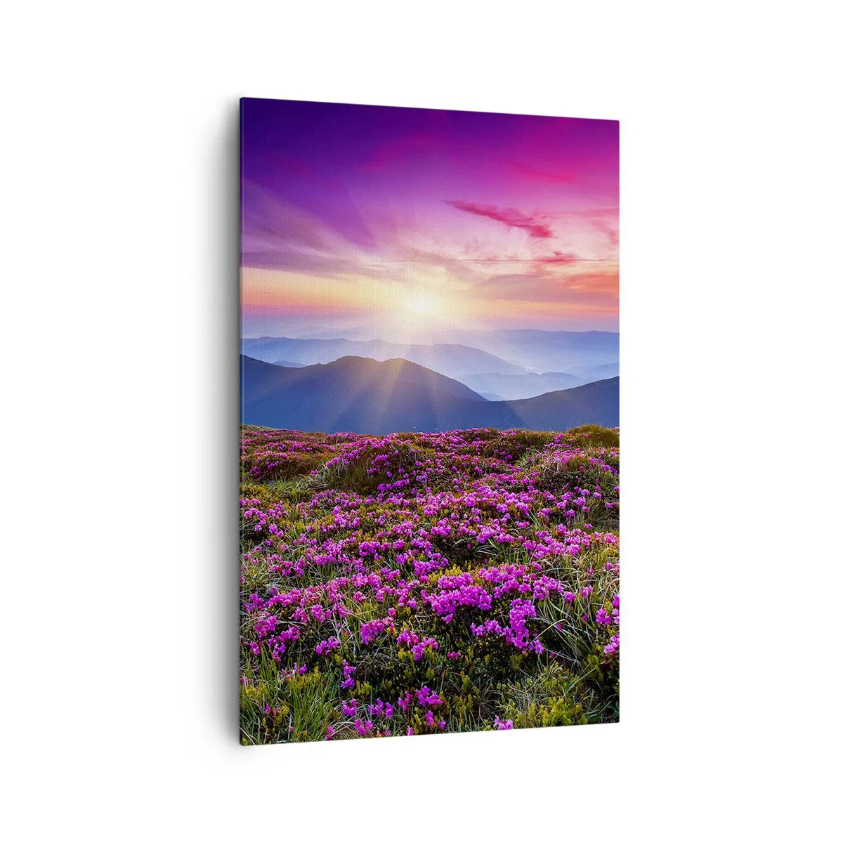 Impression sur toile - Image sur toile - Prairie de montagne avec des fleurs au coucher du soleil - 80x120cm - Les herbes sentaient les grappes fraîches de la récolte - Décoration murale moderne pour le salon et la chambre ARTTOR