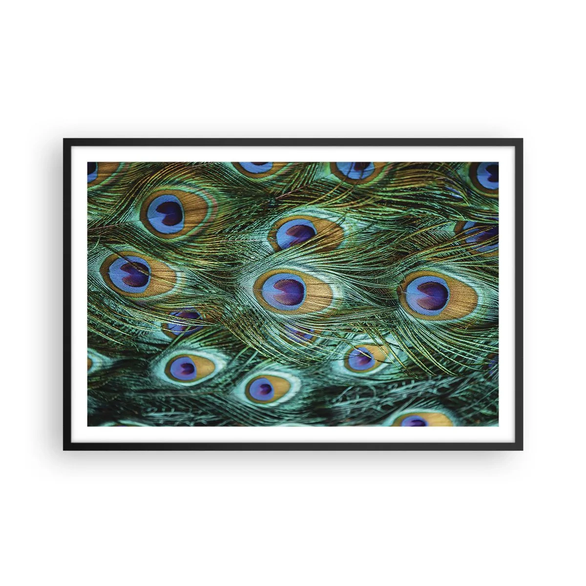 Affiche dans un cadre noir - Poster - Un regard de paon - 91x61 cm