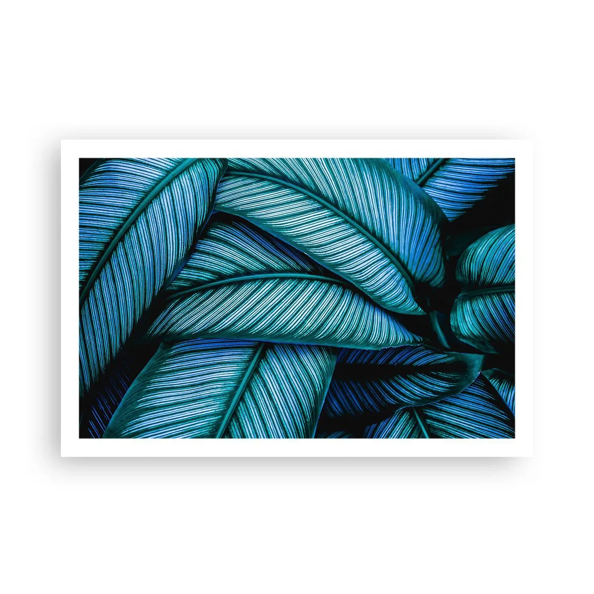 Affiche - Poster - Lignes de vie - 91x61 cm