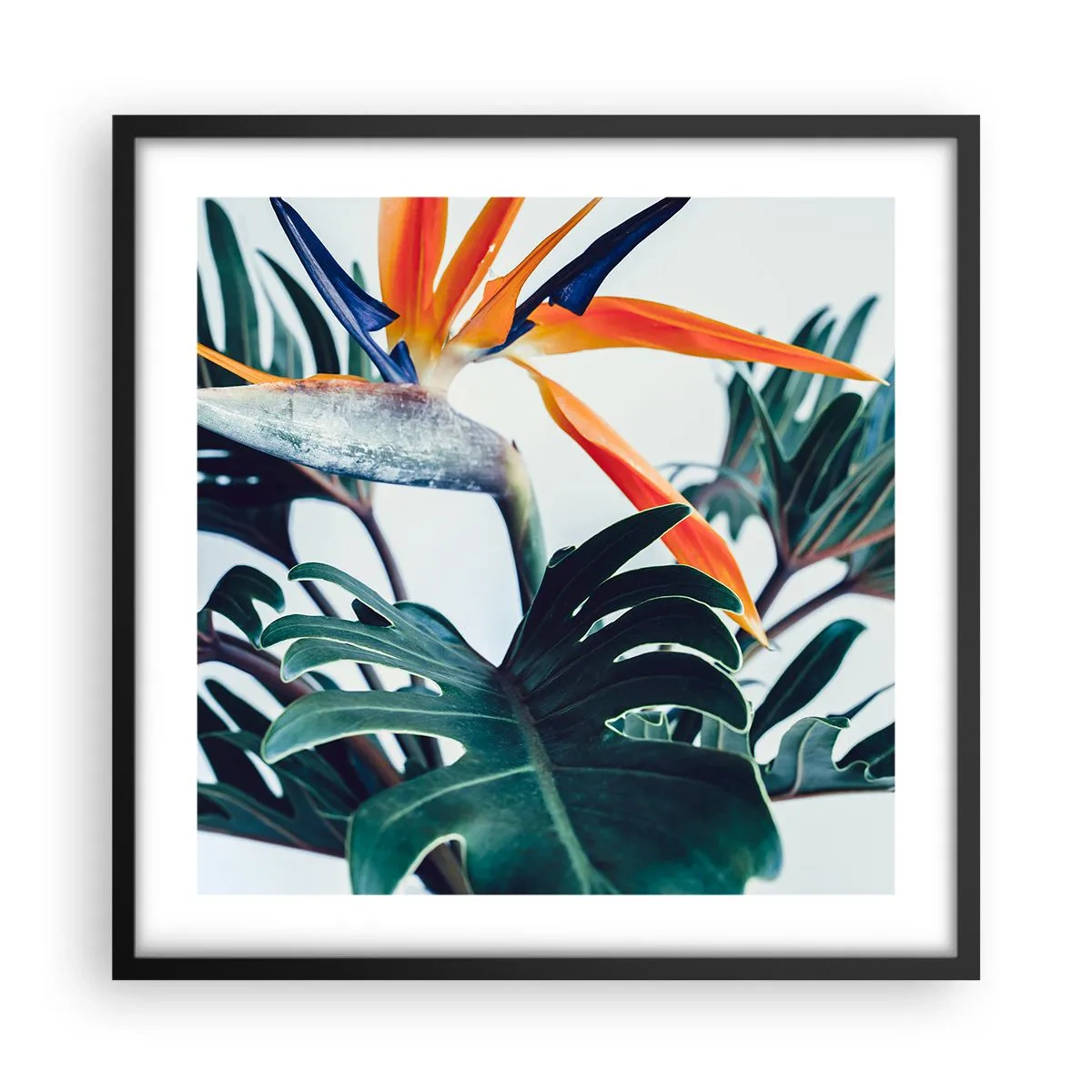 Affiche dans un cadre noir - Poster - Le buisson oiseaux - 50x50 cm