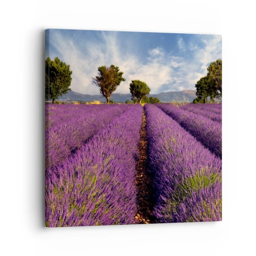 Impression sur toile - Image sur toile - Champs de lavande - 30x30 cm