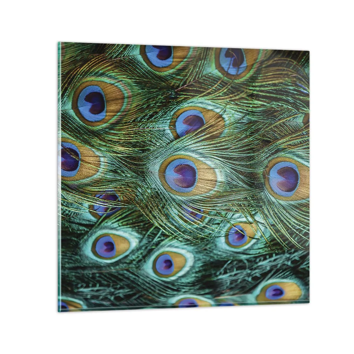 Impression sur verre - Image sur verre - Un regard de paon - 40x40 cm