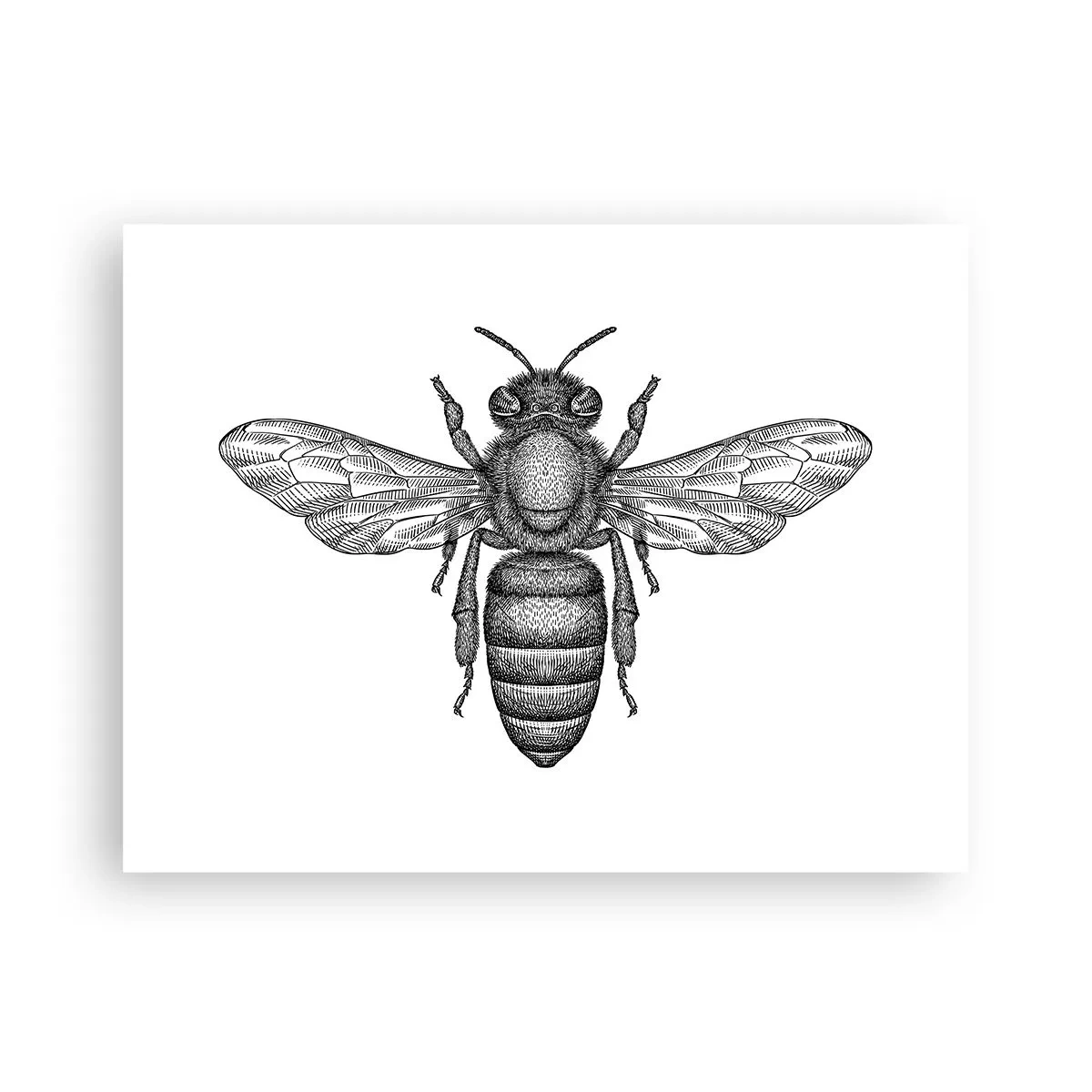 Affiche - Poster - Portrait d'insecte - 40x30 cm