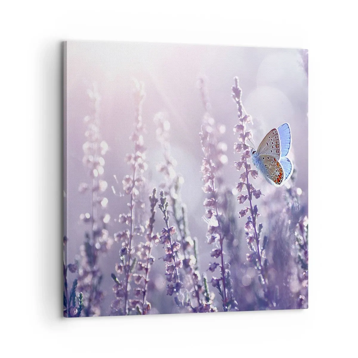 Impression sur toile - Image sur toile - Baiser de papillon - 60x60 cm