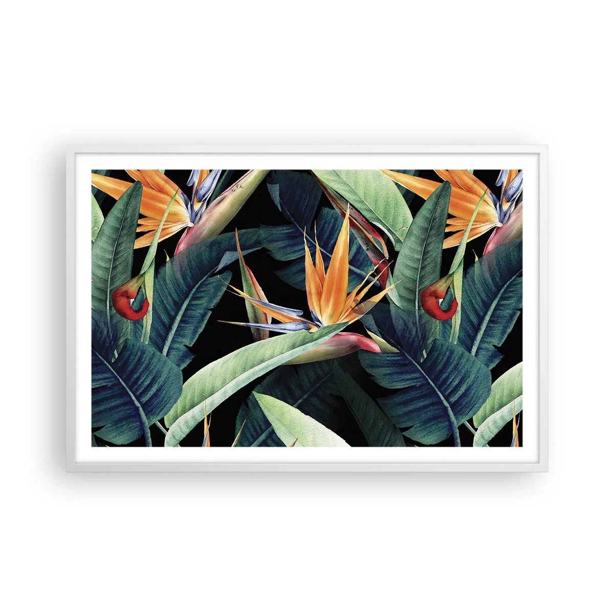 Affiche dans un cadre blanc - Poster - Fleurs flamboyantes des tropiques - 91x61 cm