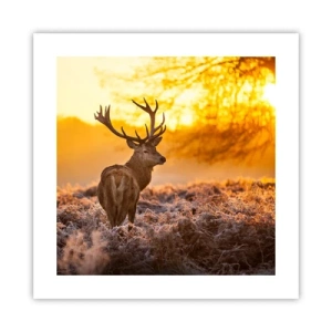 Affiche - Poster - Roi de la forêt automnal - 40x40 cm