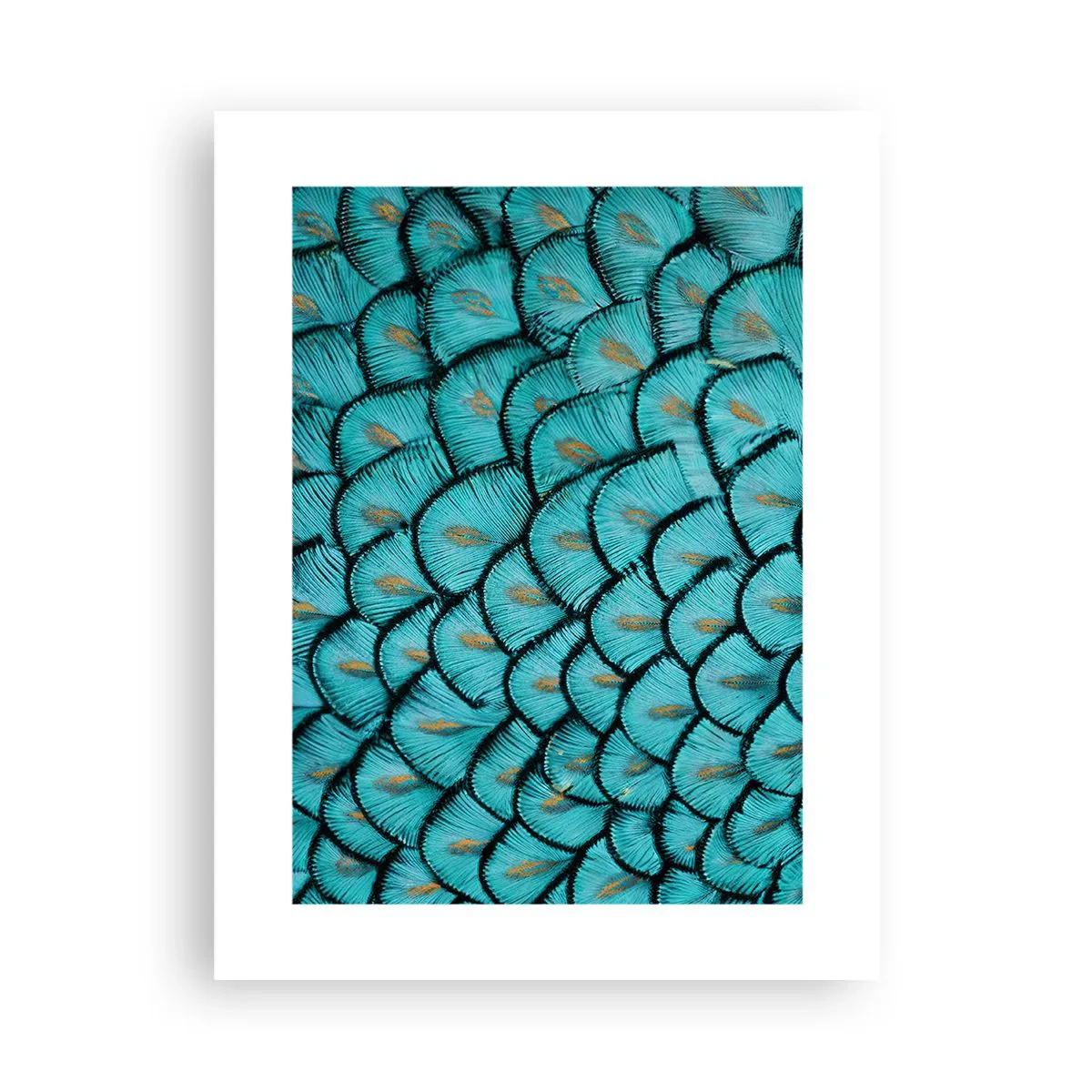 Affiche - Poster - Le grand gala des plumes - 30x40 cm