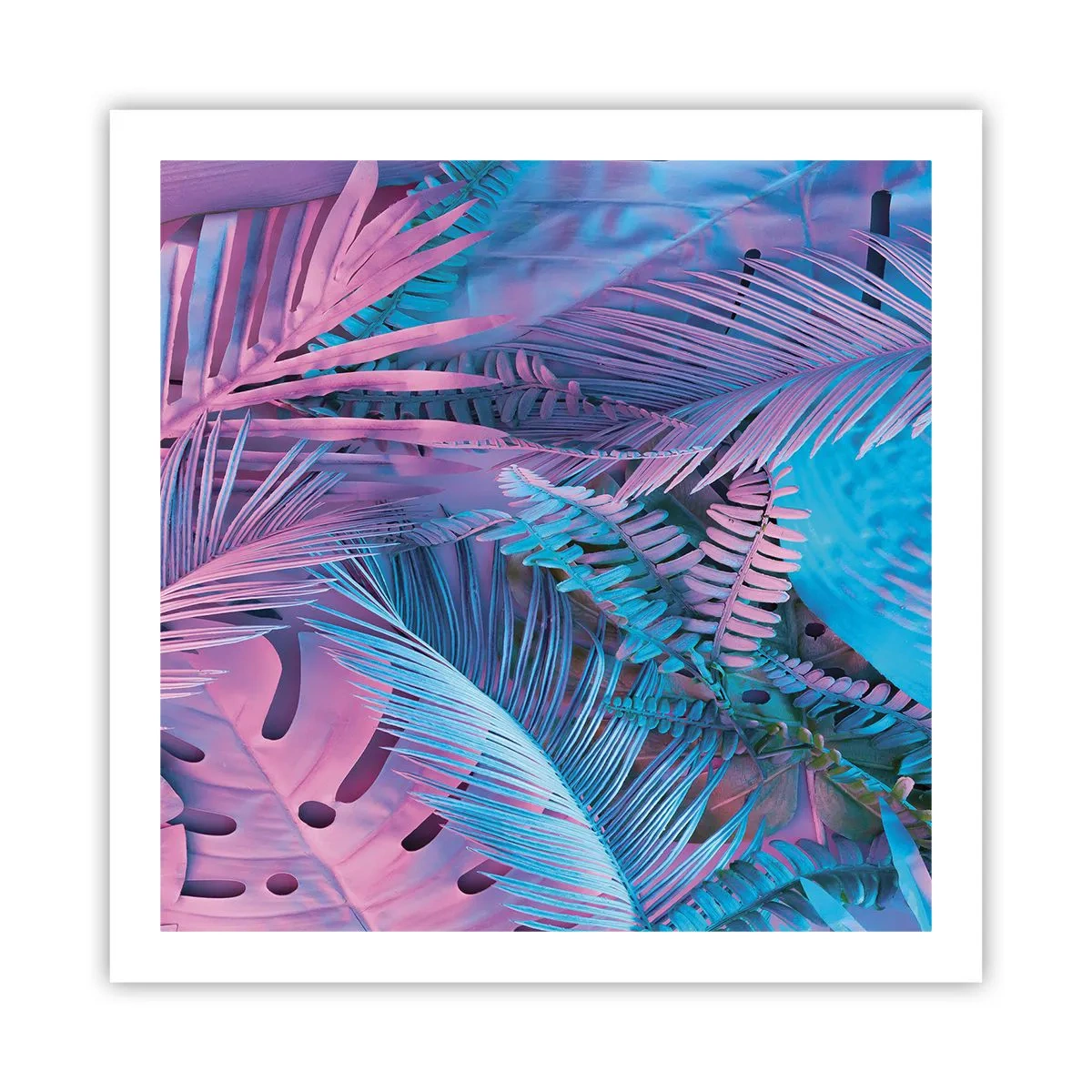 Affiche - Poster - Les tropiques en rose et bleu - 60x60 cm