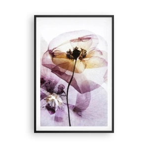 Affiche dans un cadre noir - Poster - Corps de fleurs transparente - 61x91 cm