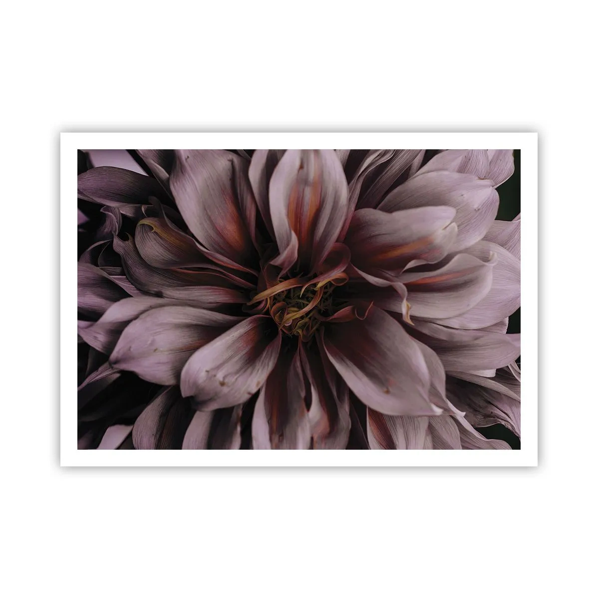 Affiche - Poster - Gros plan d'une grande fleur aux couleurs subtiles - 100x70cm - Un coeur fleuri - Décoration murale moderne pour le salon et la chambre ARTTOR