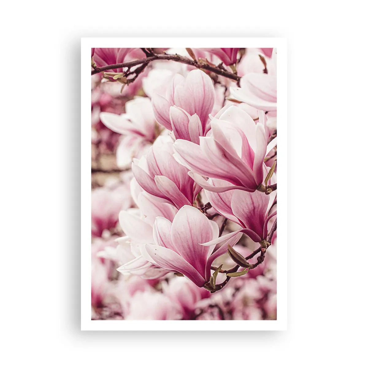 Affiche - Poster - Le printemps est rose - 70x100 cm