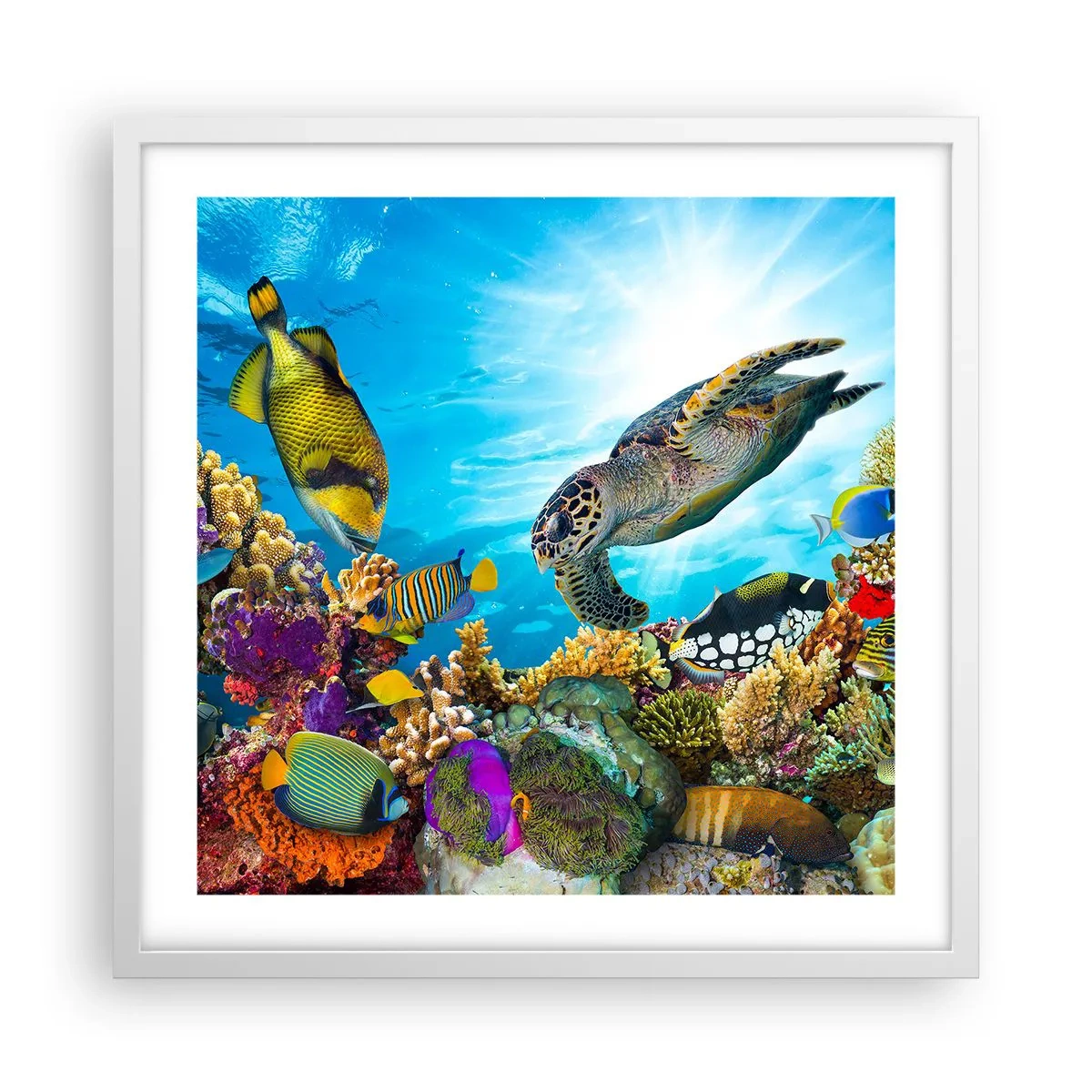 Affiche dans un cadre blanc - Poster - Promenade de corail - 50x50 cm