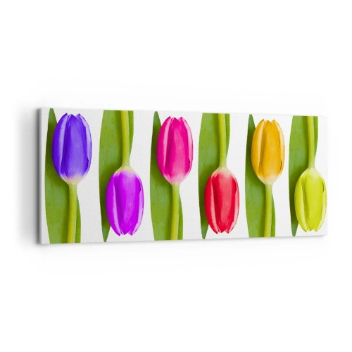 Impression sur toile - Image sur toile - Tulipes multicolores disposées en rangée sur fond blanc - 120x50cm - Composition arc-en-ciel - Décoration murale moderne pour le salon et la chambre ARTTOR