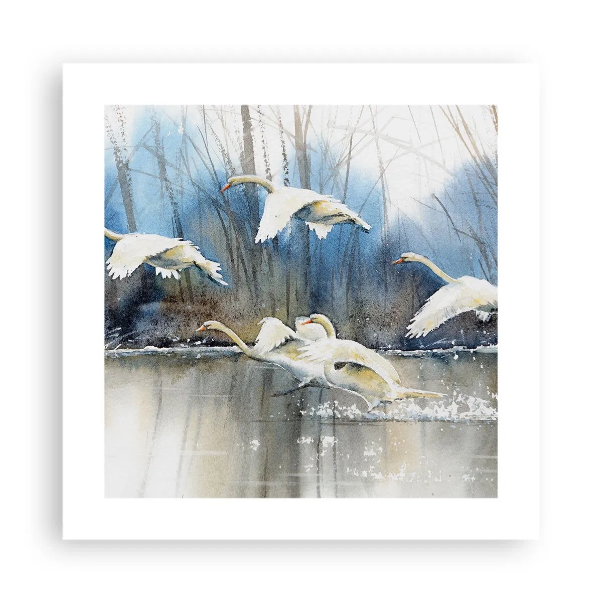 Affiche - Poster - Comme dans un conte de fées sur les cygnes sauvages - 40x40 cm