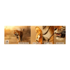 Échantillon de Papier Peint Autocollant Deluxe Sticker - Avant l'attaque - Animaux, Tigre, Afrique - 100x30 cm