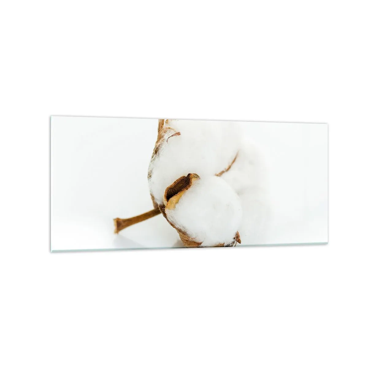 Impression sur verre - Image sur verre - Une branche de coton sur un fond clair dans une approche minimaliste - 120x50cm - Doux par nature - Décoration murale moderne pour le salon et la chambre ARTTOR