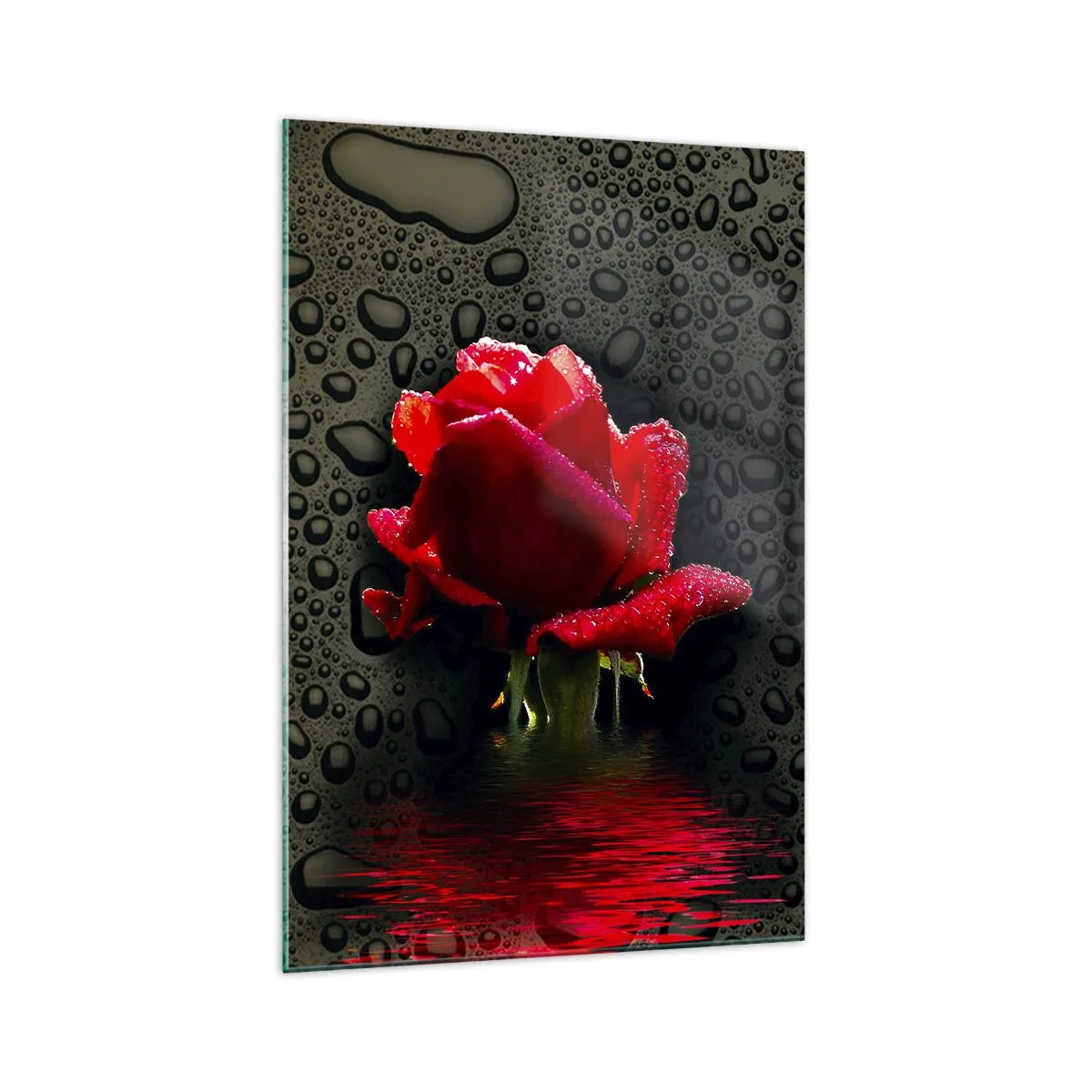 Impression sur verre - Image sur verre - Rose rouge avec des gouttes d'eau sur un fond sombre - 70x100cm - Rouge et noir - Décoration murale moderne pour le salon et la chambre ARTTOR