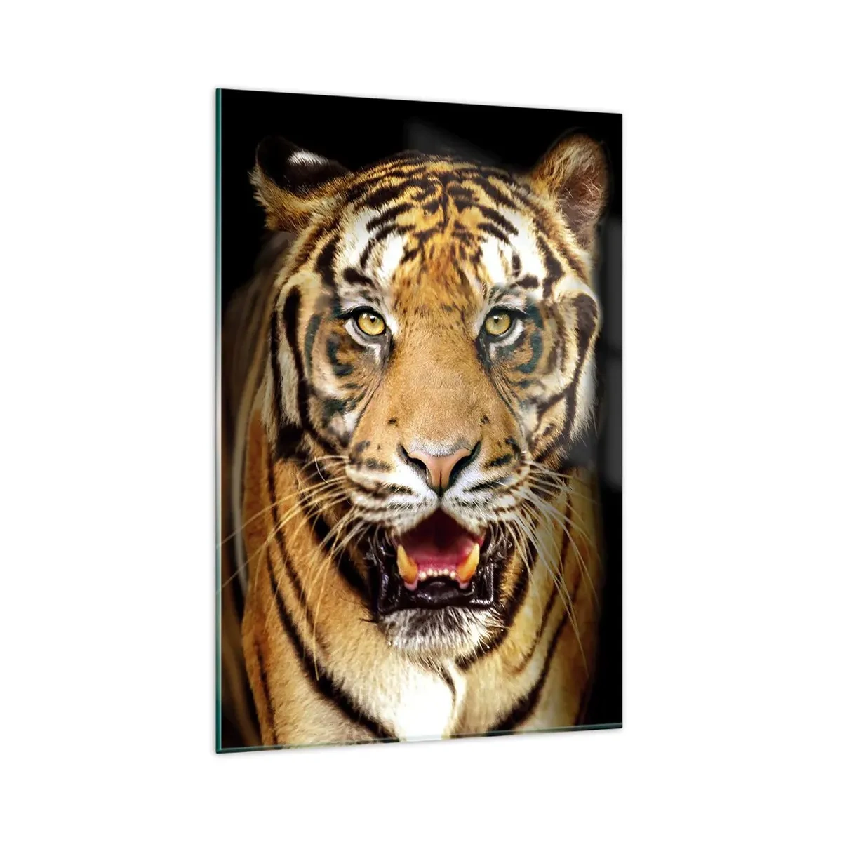 Impression sur verre - Image sur verre - Un tigre avec la gueule ouverte sur un fond noir - 80x120cm - Le coeur sauvageon - Décoration murale moderne pour le salon et la chambre ARTTOR