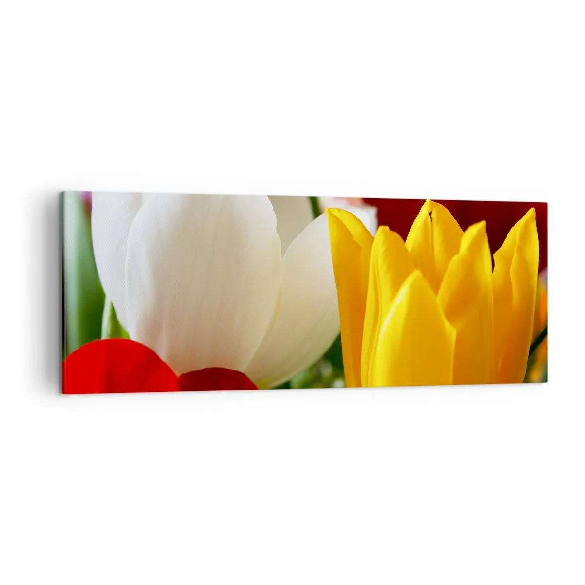 Impression sur toile - Image sur toile - Gros plan de tulipes colorées sur un fond printanier - 140x50cm - La fièvre des tulipes - Décoration murale moderne pour le salon et la chambre ARTTOR