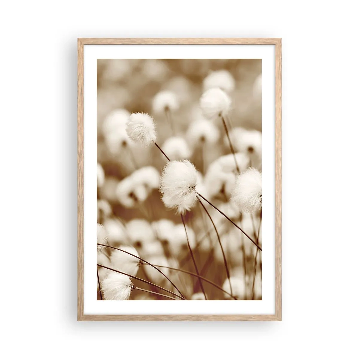 Affiche dans un chêne clair - Poster - Tige moelleuse - 50x70 cm