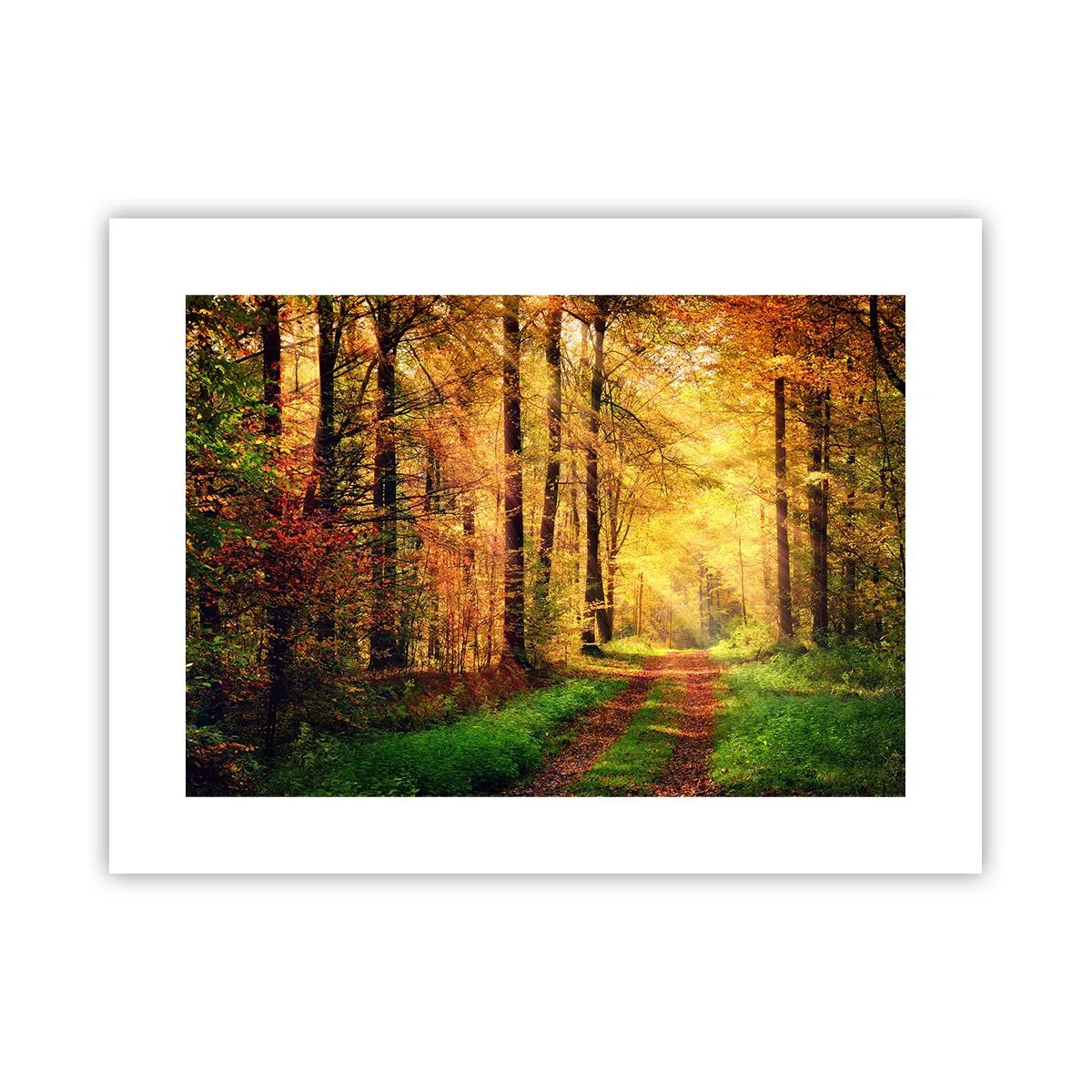 Affiche - Poster - Silence d'or en forêt - 40x30 cm