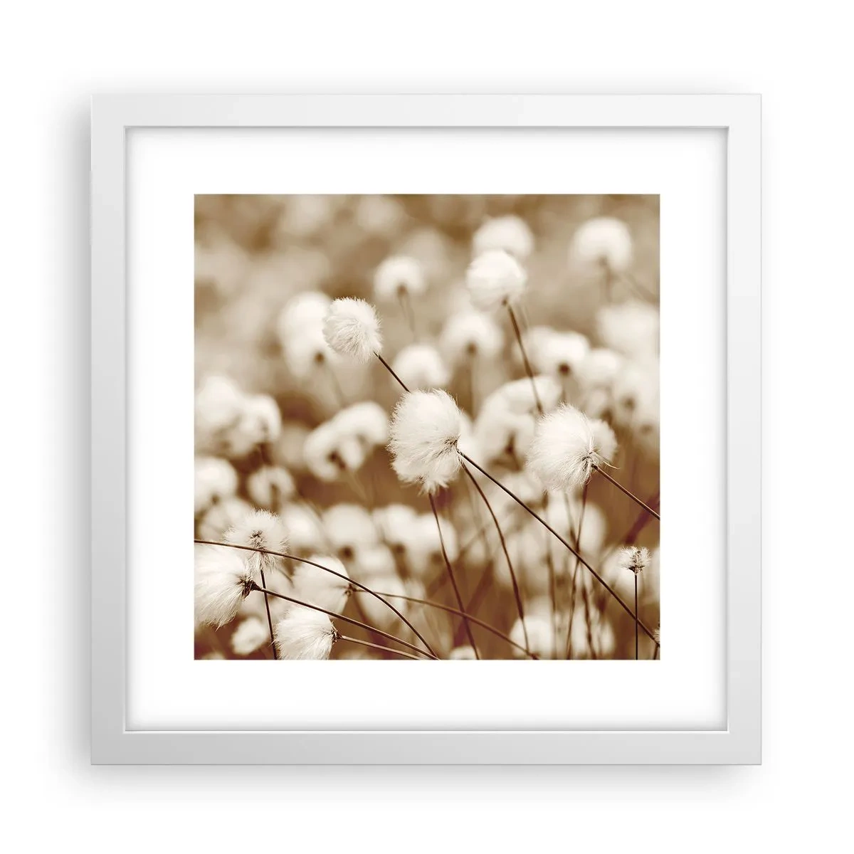 Affiche dans un cadre blanc - Poster - Tige moelleuse - 30x30 cm