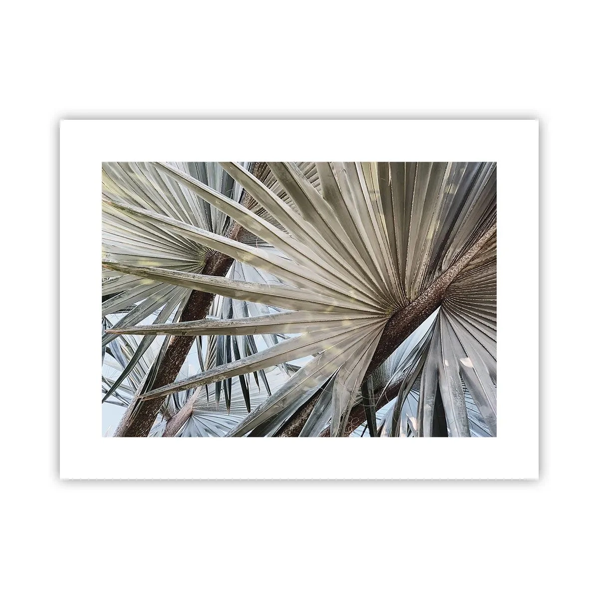 Affiche - Poster - Evantail sous les tropiques - 40x30 cm