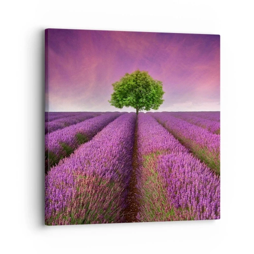 Impression sur toile - Image sur toile - Dans un champs de lavande - 30x30 cm