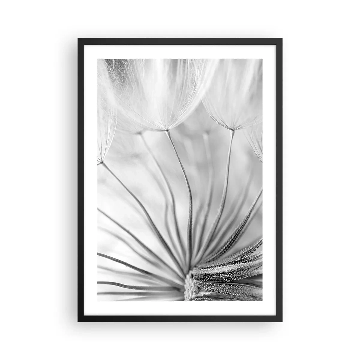 Affiche dans un cadre noir - Poster - Photographie macro noir et blanc d'un pissenlit avec des détails subtils - 50x70cm - Aigrette avant son envol - Décoration murale moderne pour le salon et la chambre ARTTOR