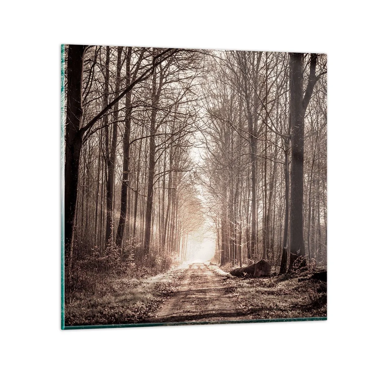 Impression sur verre - Image sur verre - Cathédrale de la forêt - 70x70 cm