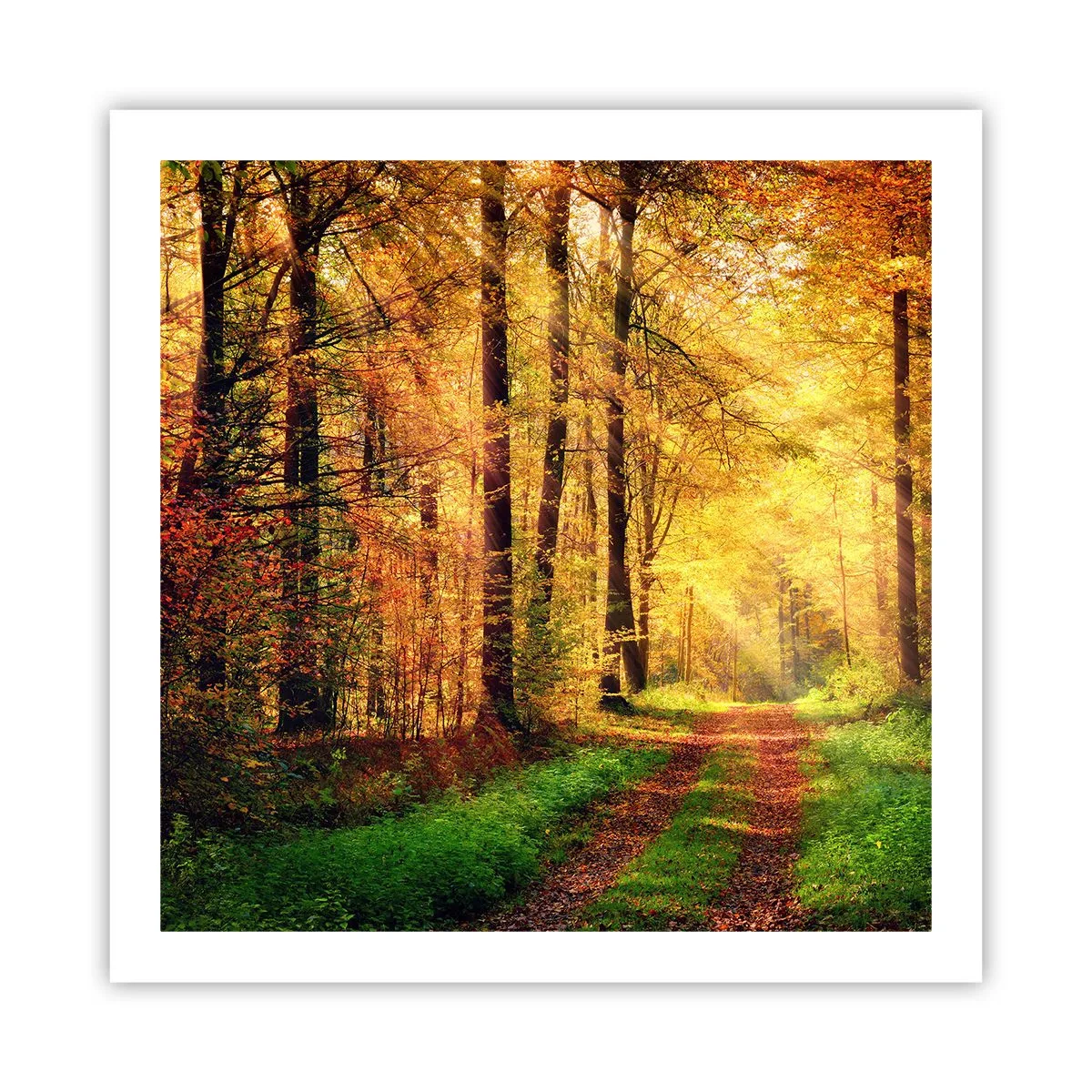 Affiche - Poster - Silence d'or en forêt - 60x60 cm