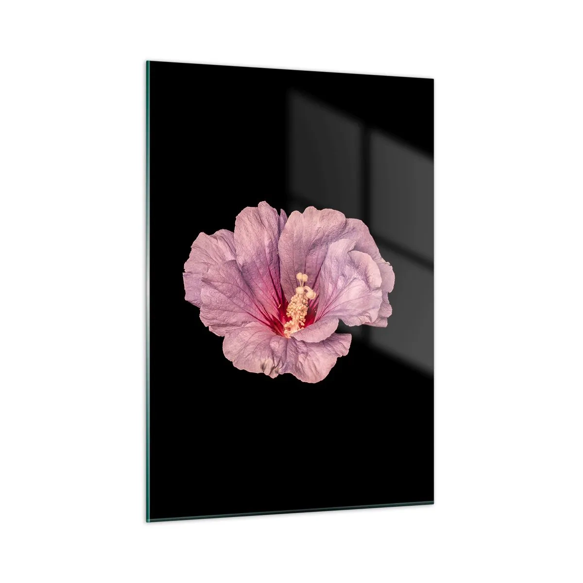 Impression sur verre - Image sur verre - Gros plan d'une fleur d'hibiscus rose sur fond noir - 50x70cm - Directement au coeur - Décoration murale moderne pour le salon et la chambre ARTTOR