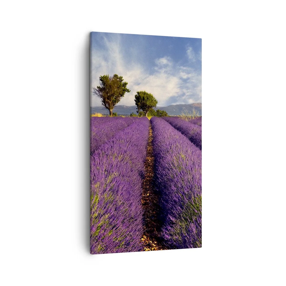 Impression sur toile - Image sur toile - Champs de lavande - 45x80 cm