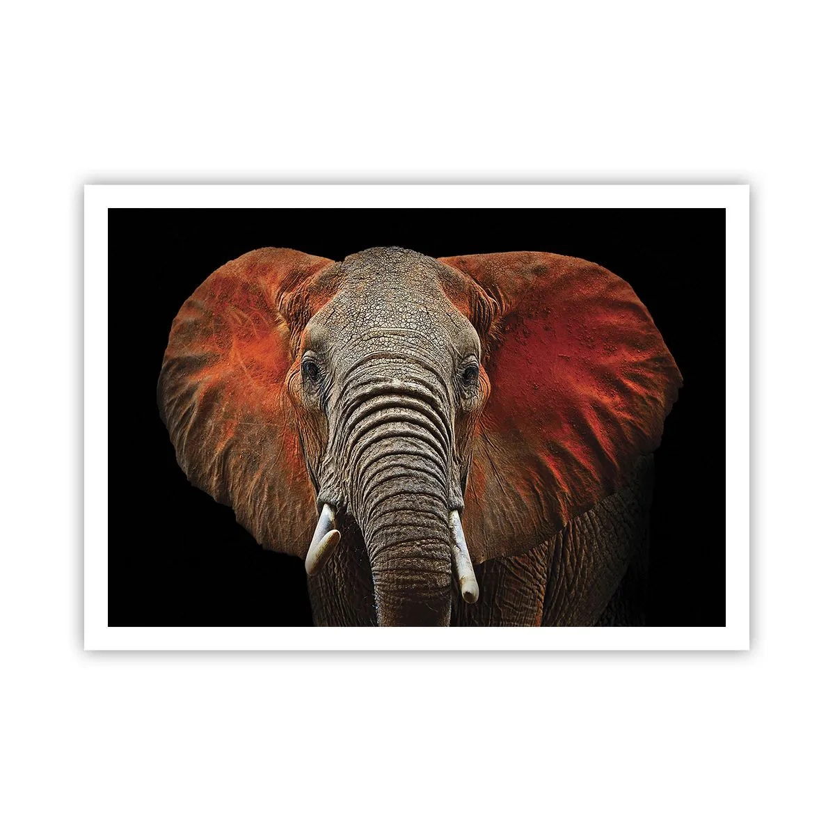 Affiche - Poster - Portrait d'un éléphant sur fond noir - 100x70cm - Je suis sauvage, et toi? - Décoration murale moderne pour le salon et la chambre ARTTOR