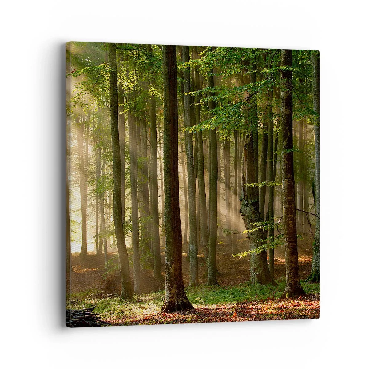 Impression sur toile - Image sur toile - Rayon d'un matin de printemps - 40x40 cm