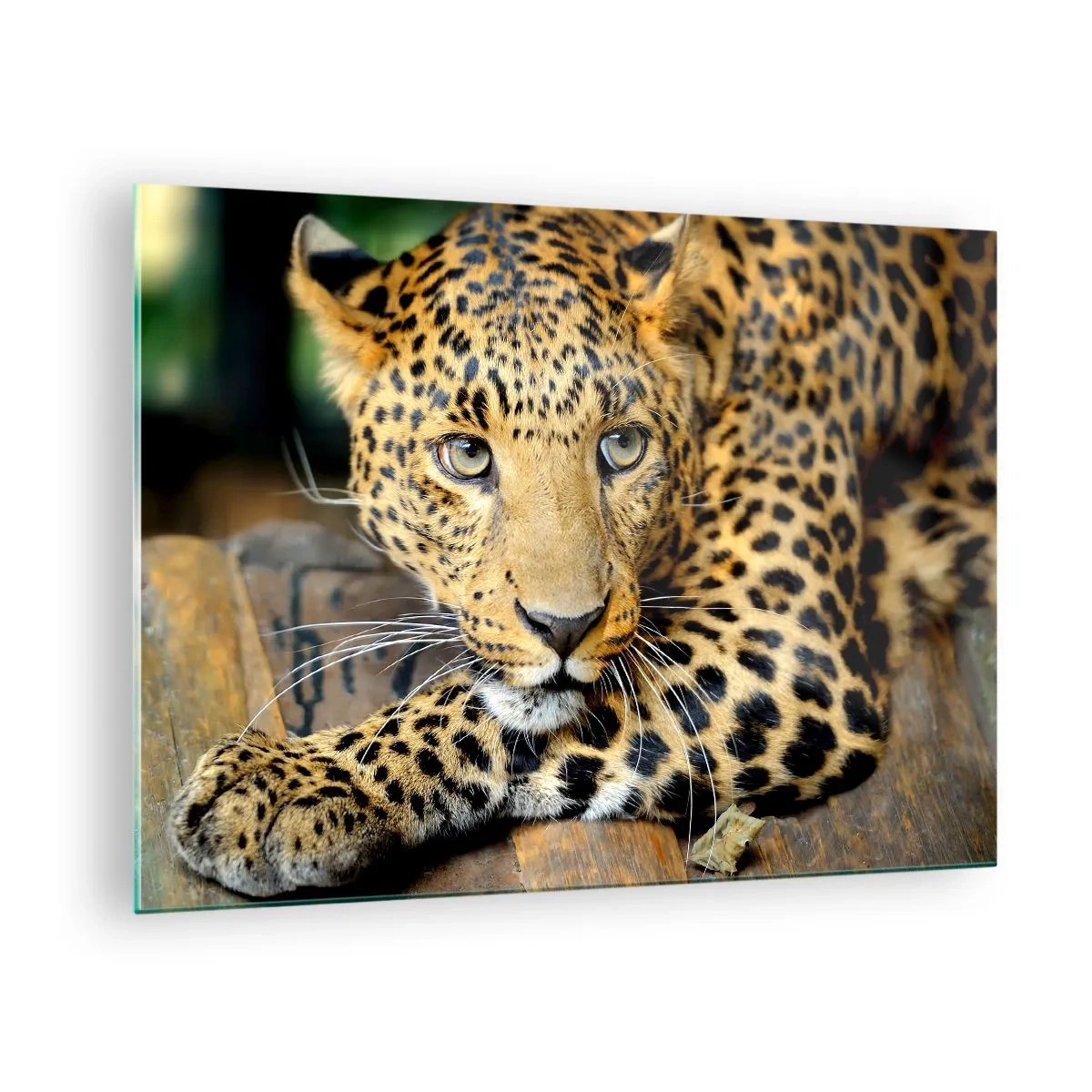 Impression sur verre - Image sur verre - Léopard se reposant sur une surface en bois - 70x50cm - N'aie pas peur, viens - Décoration murale moderne pour le salon et la chambre ARTTOR
