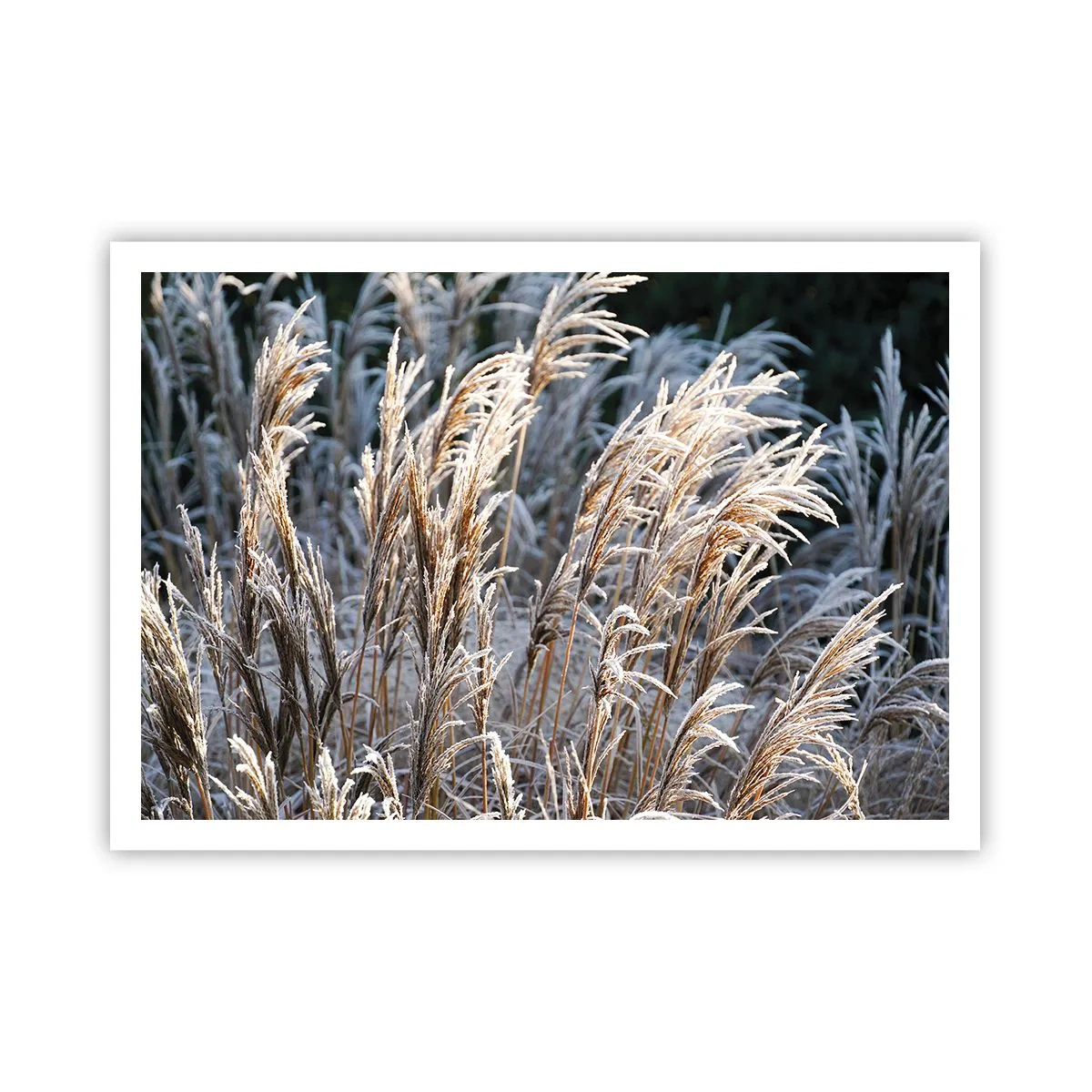 Affiche - Poster - Brins d'herbe d'hiver recouverts de givre sur un fond vert foncé - 100x70cm - Habillé de givre - Décoration murale moderne pour le salon et la chambre ARTTOR