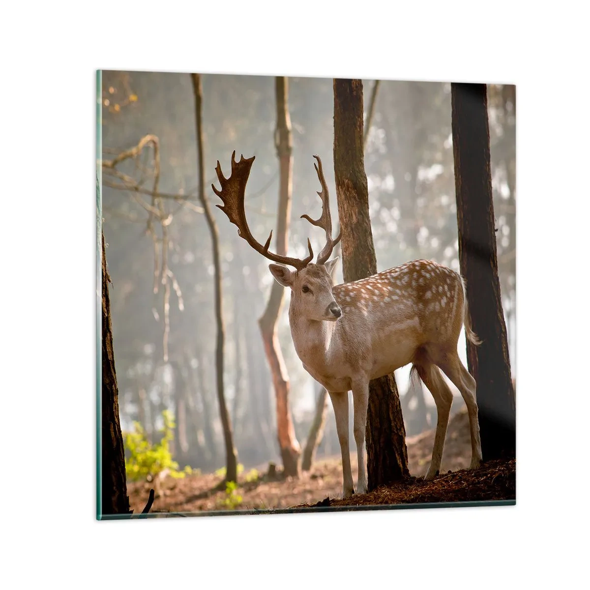 Impression sur verre - Image sur verre - La lumière de la jeunesse - 50x50 cm