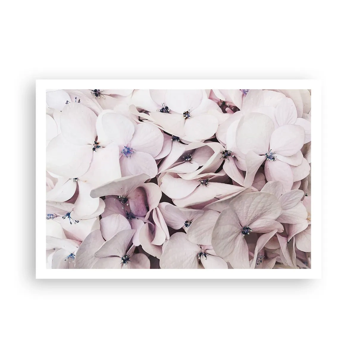 Affiche - Poster - Hortensias blancs délicats aux tons pastel - 100x70cm - Dans un flot de fleurs - Décoration murale moderne pour le salon et la chambre ARTTOR