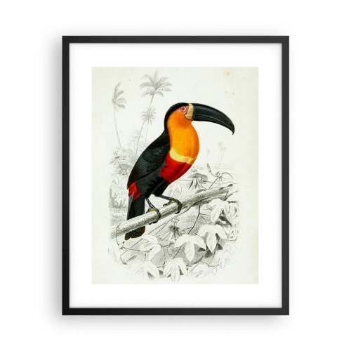 Affiche dans un cadre noir - Poster - Couleurs des oiseaux - 40x50 cm