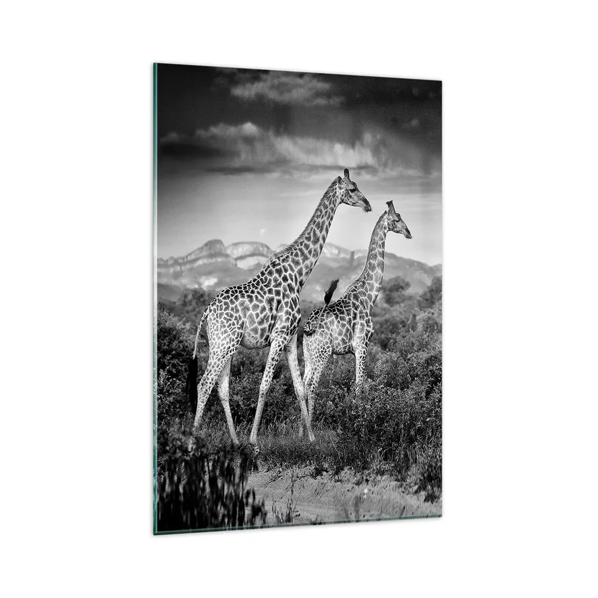 Impression sur verre - Image sur verre - Silhouettes noires et blanches de deux girafes dans la savane - 80x120cm - Hautes sphères en Afrique - Décoration murale moderne pour le salon et la chambre ARTTOR