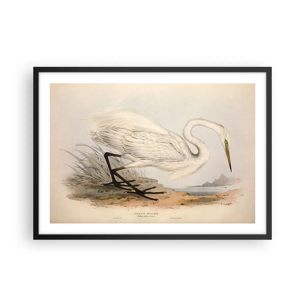 Affiche dans un cadre noir - Poster - Dessin d'un héron blanc sur fond de paysage naturel - 70x50cm - Dame sur les joncs - Décoration murale moderne pour le salon et la chambre ARTTOR