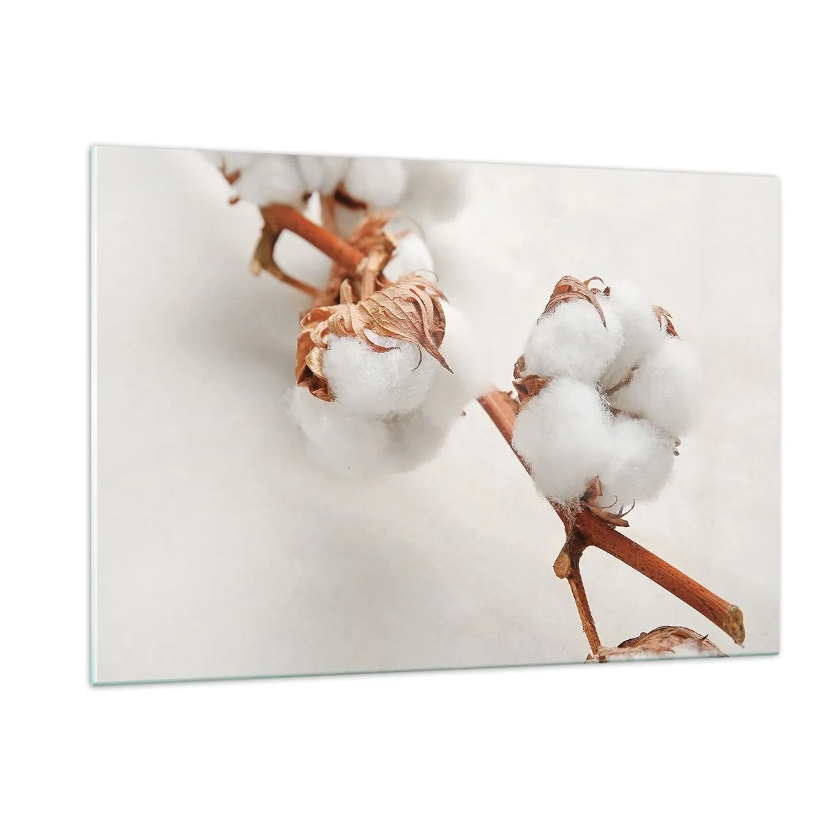 Impression sur verre - Image sur verre - Gros plan d'une branche de coton sur un fond clair - 120x80cm - Seulement caliner - Décoration murale moderne pour le salon et la chambre ARTTOR