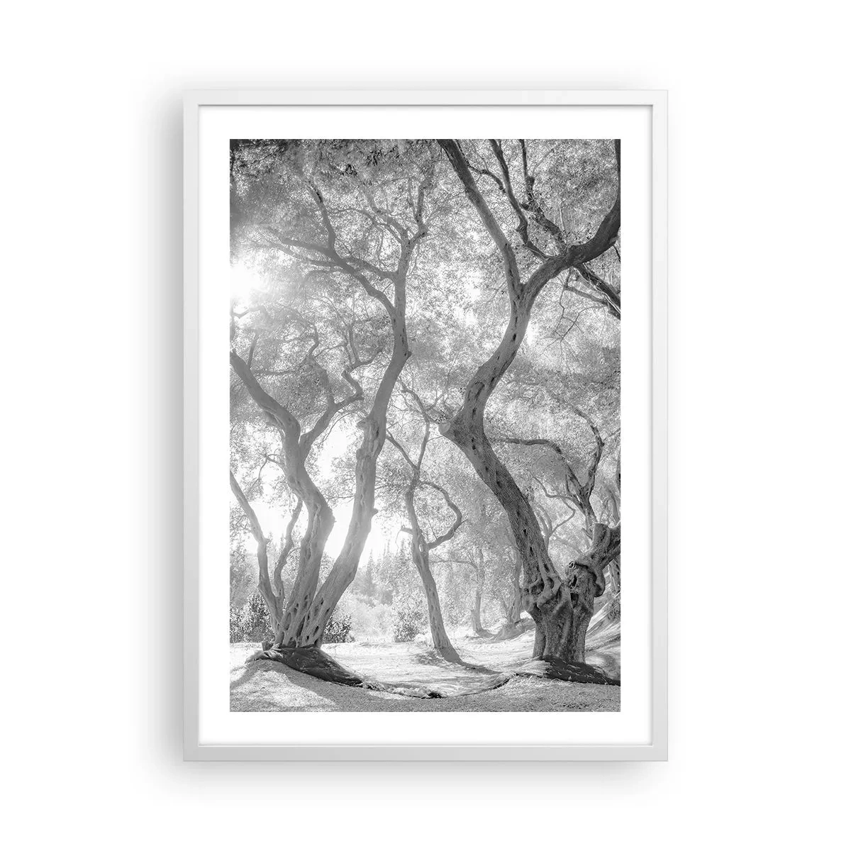 Affiche dans un cadre blanc - Poster - Dans l'oliveraie - 50x70 cm