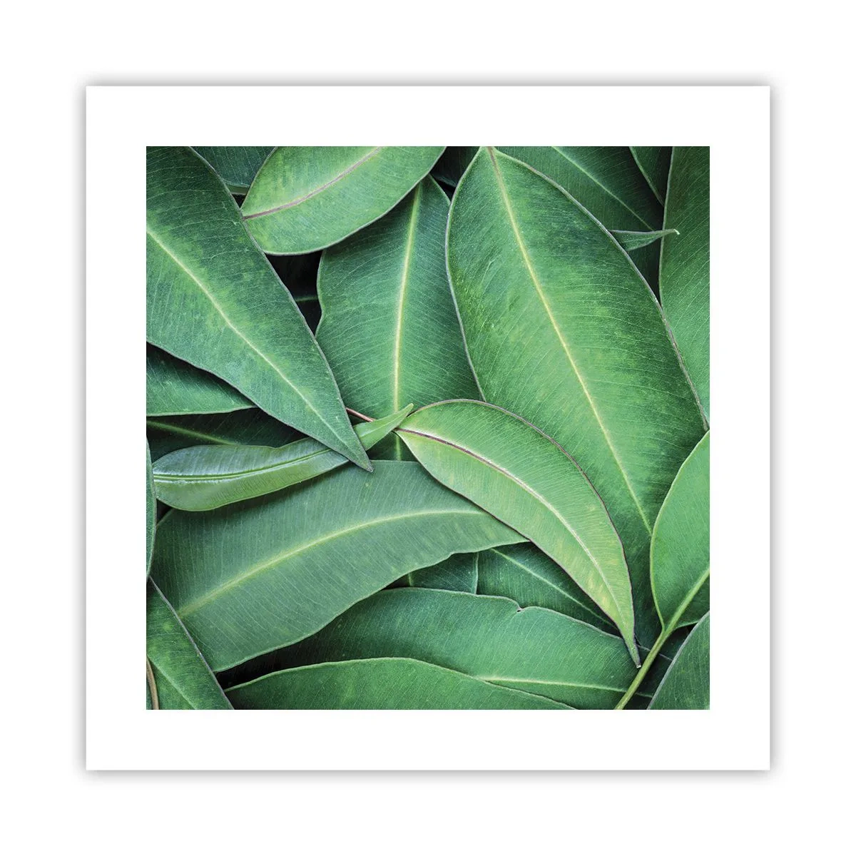 Affiche - Poster - Juteux et frais - 40x40 cm