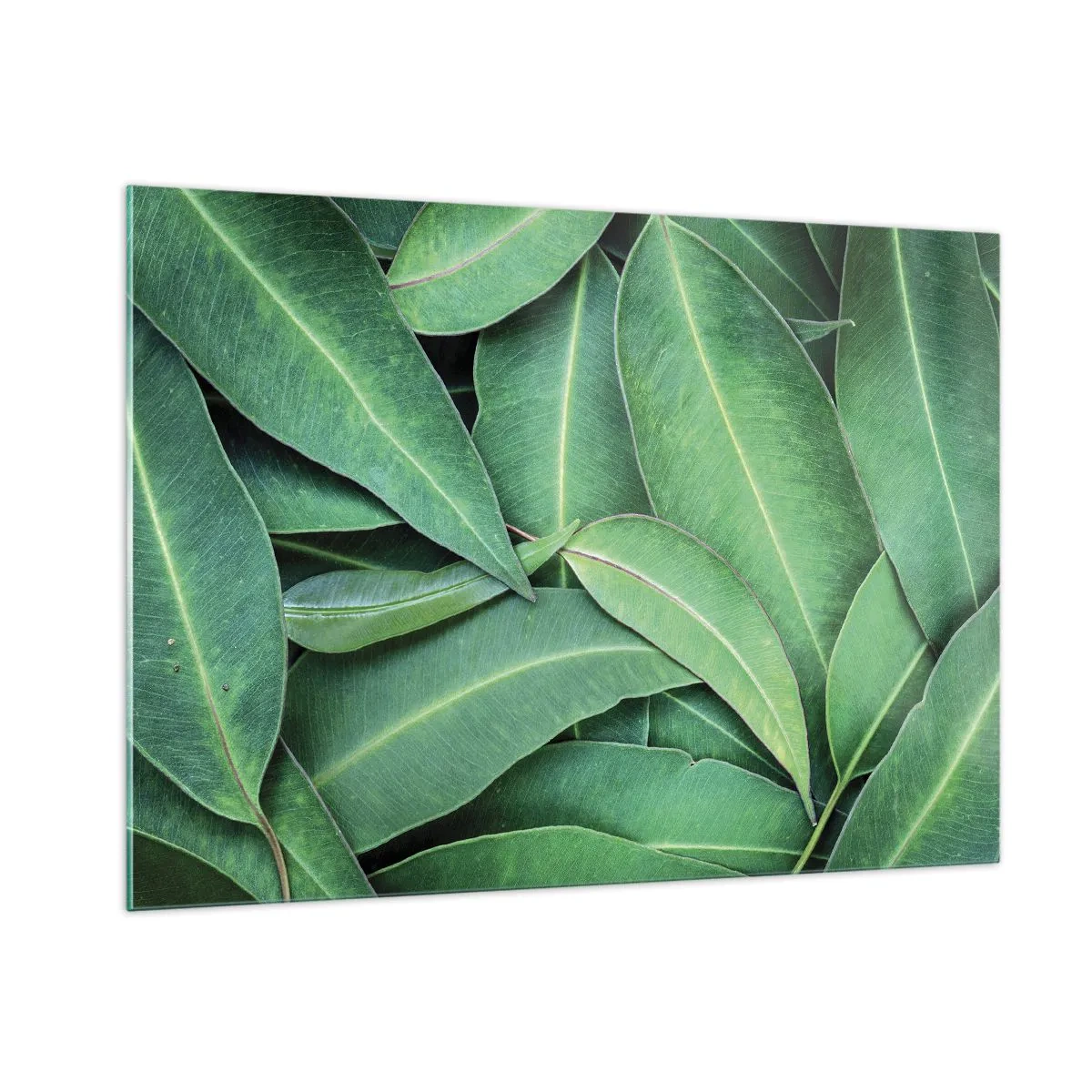 Impression sur verre - Image sur verre - Gros plan de feuilles vertes disposées en couches - 100x70cm - Juteux et frais - Décoration murale moderne pour le salon et la chambre ARTTOR