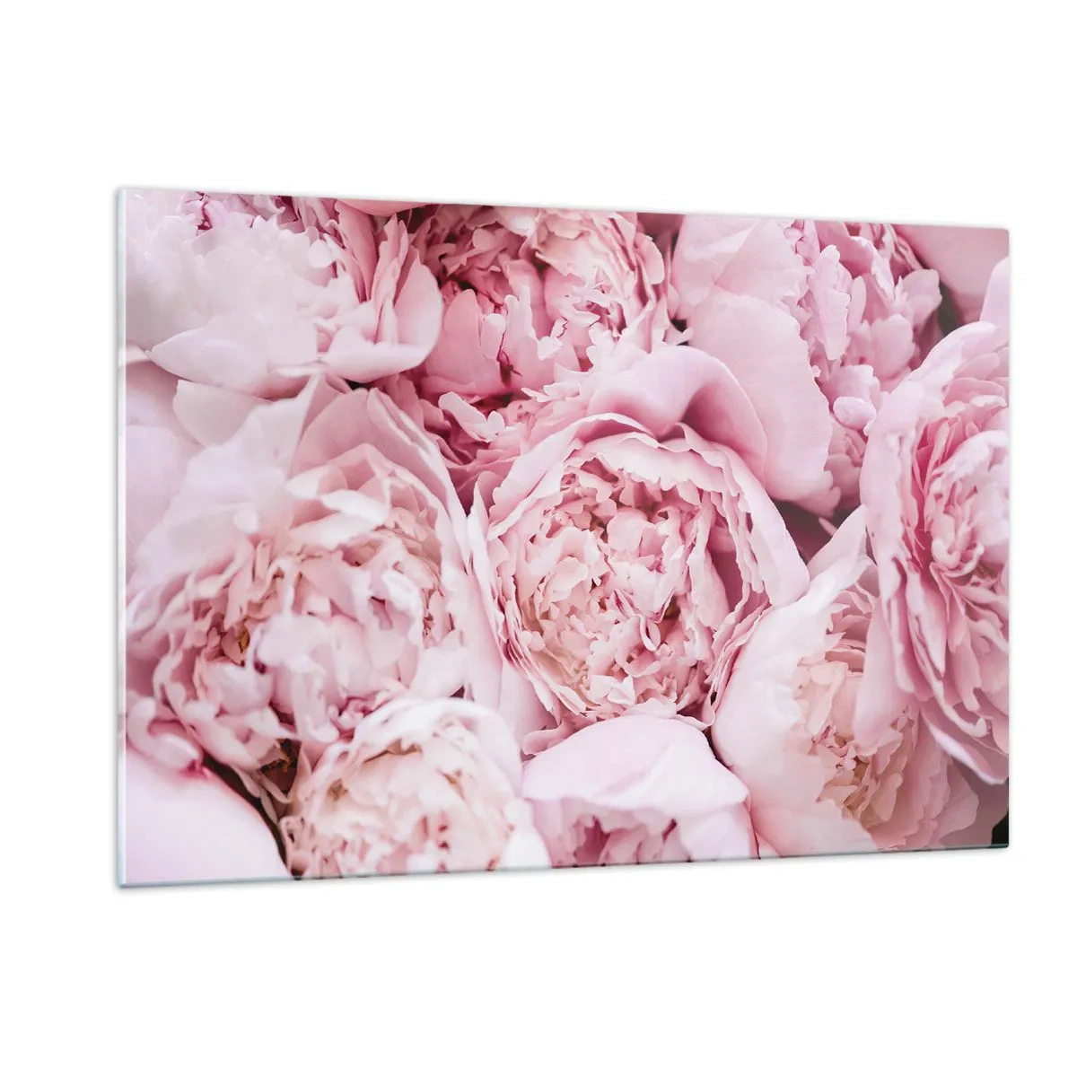 Impression sur verre - Image sur verre - Gros plan d'un bouquet de pivoines rose clair - 120x80cm - Caliné et parfumé - Décoration murale moderne pour le salon et la chambre ARTTOR