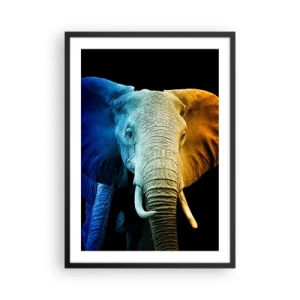 Affiche dans un cadre noir - Poster - Une image colorée d'un éléphant sur fond noir - 50x70cm - Excentrique, pas bizarre - Décoration murale moderne pour le salon et la chambre ARTTOR